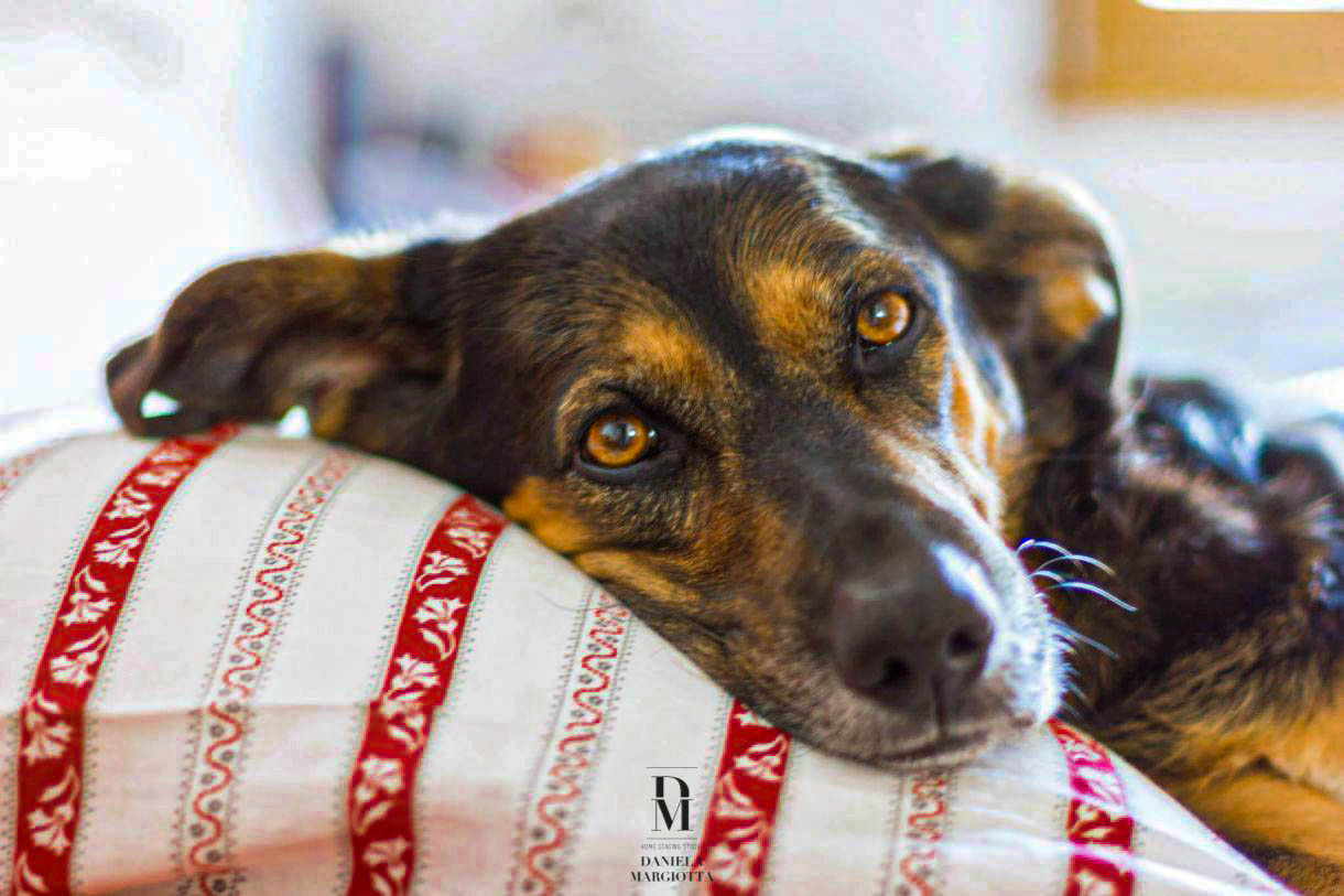 case history animali e home staging in casa abitata